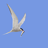 Buy canvas prints of Arctic Tern Flying with Caught Fish by Arterra 