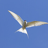 Buy canvas prints of Arctic Tern Hovering by Arterra 
