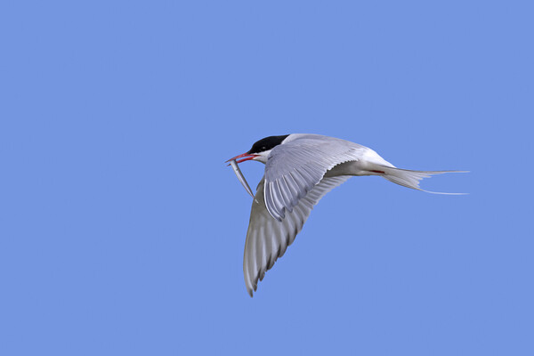 Arctic Tern in Flight with Catch Picture Board by Arterra 