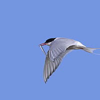 Buy canvas prints of Arctic Tern in Flight with Catch by Arterra 