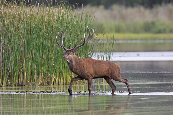 Red Deer Stag in Lake Picture Board by Arterra 