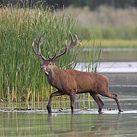 Buy canvas prints of Red Deer Stag in Lake by Arterra 