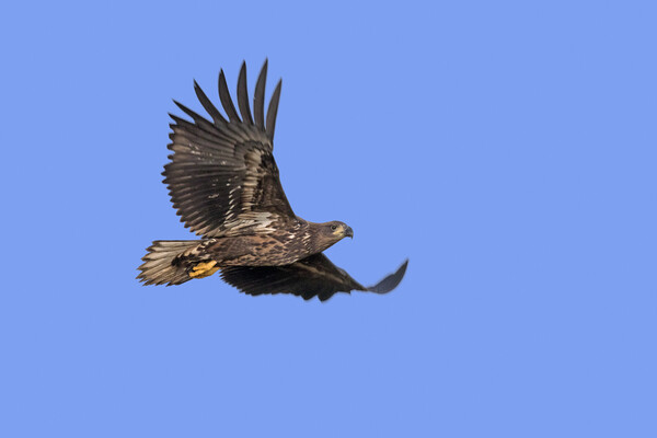 Young White-Tailed Eagle Flying Picture Board by Arterra 