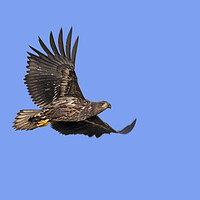 Buy canvas prints of Young White-Tailed Eagle Flying by Arterra 