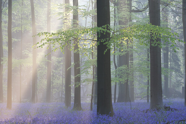 Sunrays and Bluebells in Beech Forest Picture Board by Arterra 