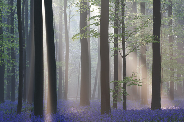Bluebells and Silhouetted Trees in misty Woodland Picture Board by Arterra 