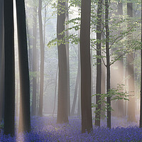 Buy canvas prints of Bluebells and Silhouetted Trees in misty Woodland by Arterra 