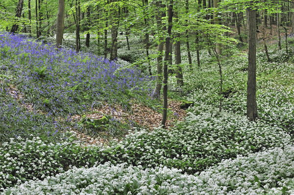 Wild Garlic and Bluebell Flowers in Beech Forest Picture Board by Arterra 