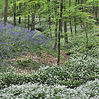 Buy canvas prints of Wild Garlic and Bluebell Flowers in Beech Forest by Arterra 
