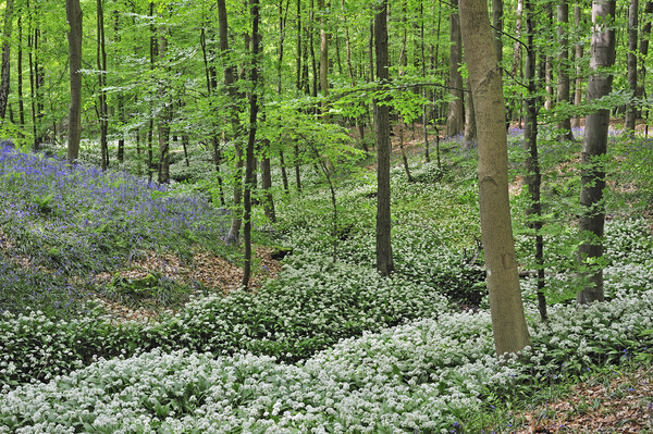 Wild Garlic and Bluebells Flowering in Spring Wood Picture Board by Arterra 