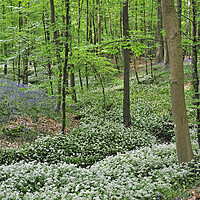 Buy canvas prints of Wild Garlic and Bluebells Flowering in Spring Wood by Arterra 