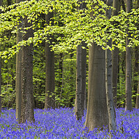 Buy canvas prints of Bluebell Flowers and Beech Trees in Spring by Arterra 