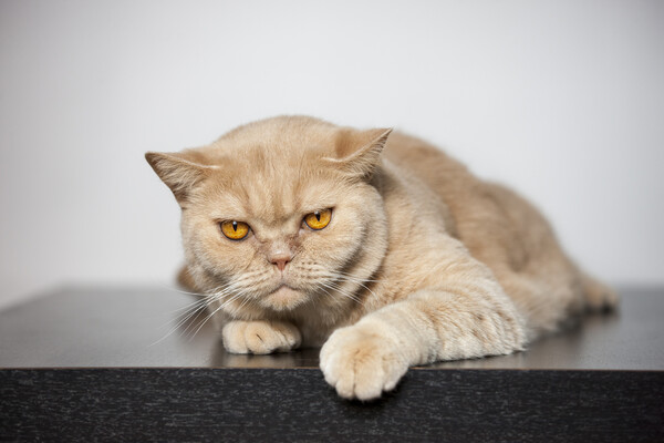 British Shorthair Cat Picture Board by Arterra 