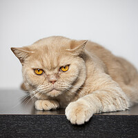 Buy canvas prints of British Shorthair Cat by Arterra 