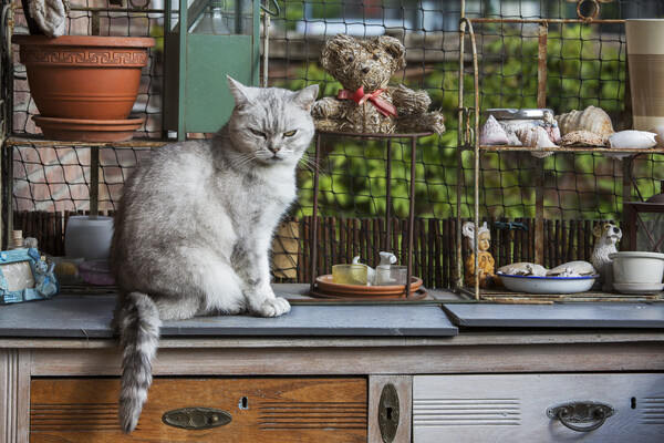 British Shorthair Cat in Kitchen Picture Board by Arterra 