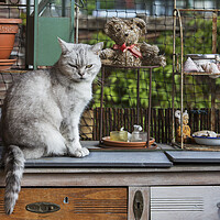 Buy canvas prints of British Shorthair Cat in Kitchen by Arterra 