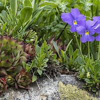 Buy canvas prints of Houseleek and Mountain Violets in Flower  by Arterra 