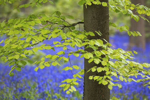 Beech Tree Leaves and Bluebells in Springtime Picture Board by Arterra 