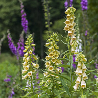 Buy canvas prints of Large Yellow Foxgloves in Flower by Arterra 