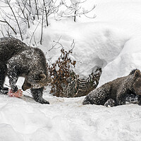 Buy canvas prints of Twin Brown Bear Cubs in the Snow by Arterra 