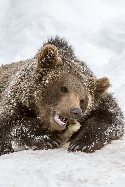 Brown Bear Chewing Bone in Winter Picture Board by Arterra 