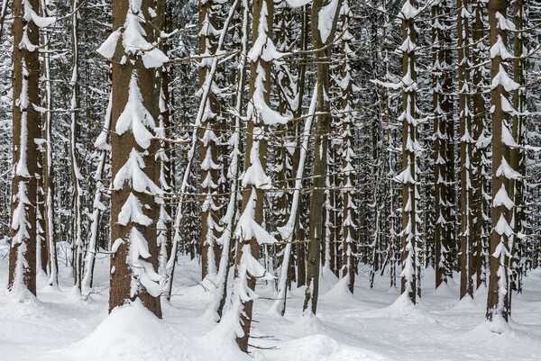 Spruce Trees in Winter Wood Picture Board by Arterra 