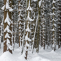 Buy canvas prints of Spruce Trees in Winter Wood by Arterra 