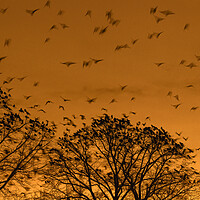 Buy canvas prints of Rooks Roosting in Tree by Arterra 