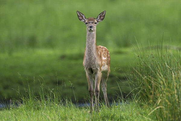 Red Deer Fawn in Meadow Picture Board by Arterra 