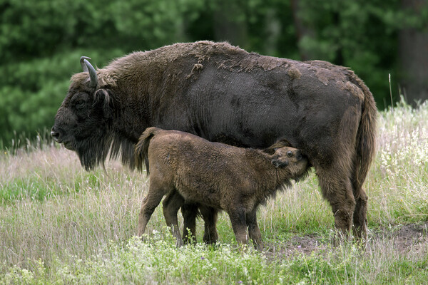European Bison with Calf Picture Board by Arterra 