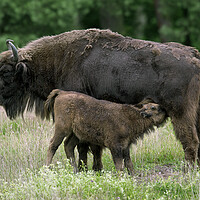 Buy canvas prints of European Bison with Calf by Arterra 