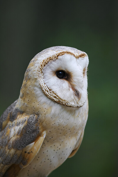 Barn Owl Picture Board by Arterra 