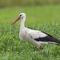 Buy canvas prints of White Stork in Meadow by Arterra 