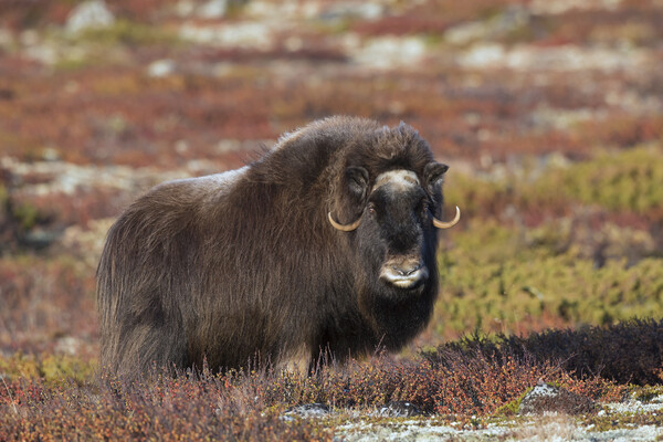 Muskox on the Tundra Picture Board by Arterra 