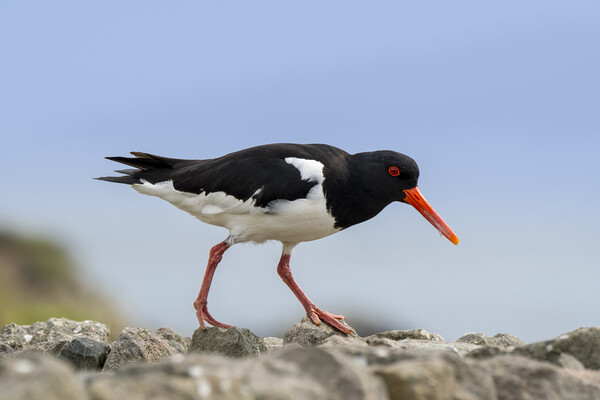 Pied Oystercatcher on Stone Wall Picture Board by Arterra 