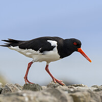 Buy canvas prints of Pied Oystercatcher on Stone Wall by Arterra 