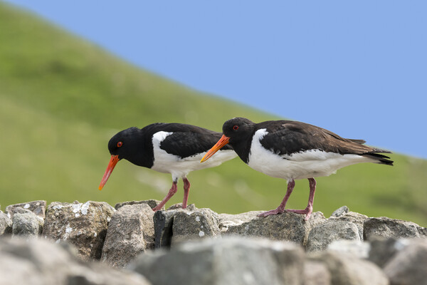 Two Pied Oystercatchers on Dry Stone Wall Picture Board by Arterra 