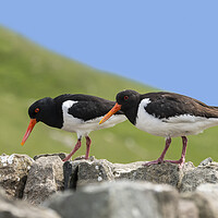 Buy canvas prints of Two Pied Oystercatchers on Dry Stone Wall by Arterra 