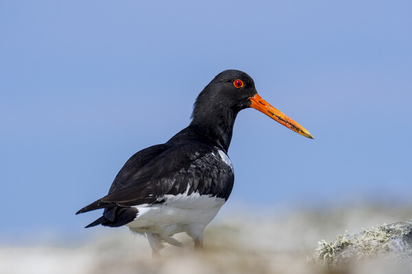 Common Pied Oystercatcher Picture Board by Arterra 