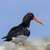 Buy canvas prints of Common Pied Oystercatcher by Arterra 
