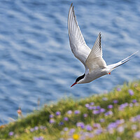 Buy canvas prints of Arctic Tern Flying  by Arterra 