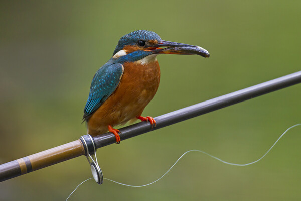 Kingfisher on Fishing Rod Picture Board by Arterra 