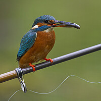 Buy canvas prints of Kingfisher on Fishing Rod by Arterra 