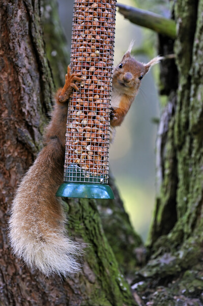 Red Squirrel Raiding Bird Feeder Picture Board by Arterra 