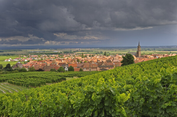 Vineyards and Dambach-la-Ville, Vosges Picture Board by Arterra 