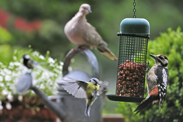 Bird Feeder in Garden Picture Board by Arterra 