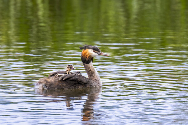 Great Crested Grebe with Chicks Picture Board by Arterra 