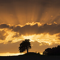 Buy canvas prints of Silhouette of Lone Beech Tree at Sunset by Arterra 