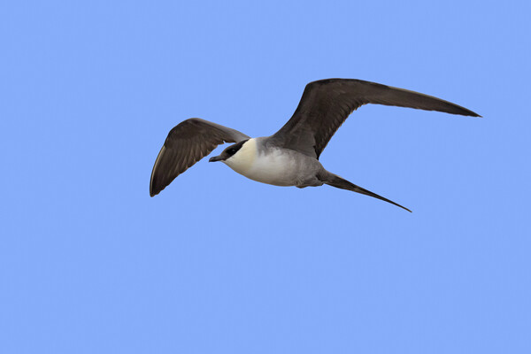 Long-tailed Jaeger Flying Picture Board by Arterra 