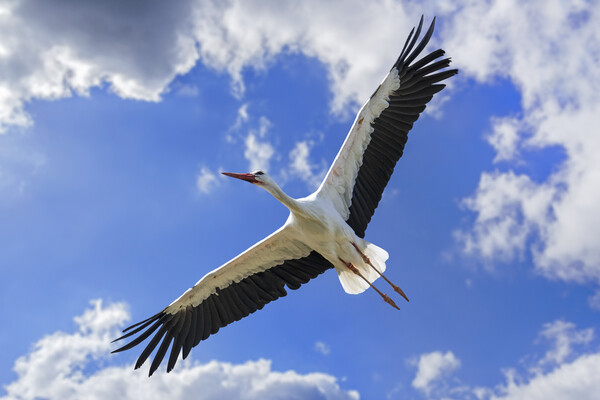 White Stork Flying Picture Board by Arterra 